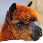 Brown alpaca on ranch